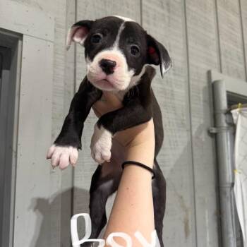 Labrador Retriever and Staffordshire Bull Terrier Dogs Available for Adoption in Amory, Mississippi - Biscuit 032306A | PetCurious