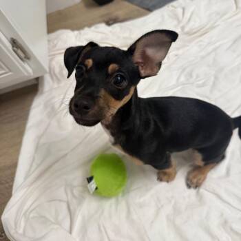 Tennesse -  Chihuahua and Mixed Breed Dog for Adoption in Las Vegas, Nevada - Tennesse | PetCurious
