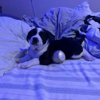 Rescue Mixed Breed Dogs for Adoption in Buffalo, Minnesota - Belly | PetCurious