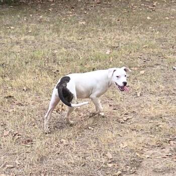 Spot -  Australian Cattle Dog Blue Heeler Dog for Adoption in Queen City, Texas - Spot | PetCurious