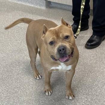 Corn Cake -  Pit Bull Terrier and English Bulldog Dog for Adoption in Wheaton, Illinois - Corn Cake | PetCurious