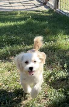Sistine the sweetest lil girl -  Cockapoo Dog for Adoption in Lockhart, Texas - Sistine The Sweetest Lil Girl | PetCurious