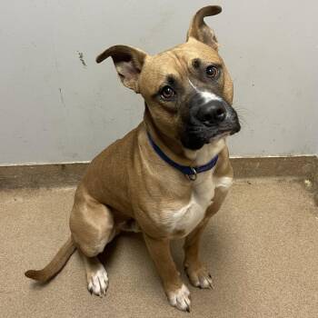 Brownie -  Mixed Breed Dog for Adoption in Chattanooga, Tennessee - Brownie | PetCurious
