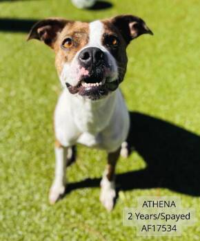 Athena -  Pit Bull Terrier Dog for Adoption - Athena | PetCurious