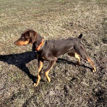 Rescue Doberman Pinscher Dogs for Adoption in Tracy, California - Stoli | PetCurious