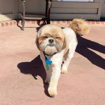 Rescue Shih Tzu Dogs for Adoption in Tulsa, Oklahoma - Rolo | PetCurious
