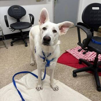KAIRO -  German Shepherd Dog Dog for Adoption in Methuen, Massachusetts - KAIRO | PetCurious