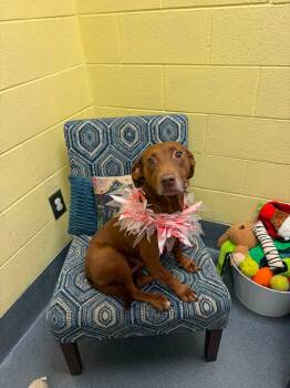 Sadie -  American Staffordshire Terrier Dog for Adoption in Amherst, Virginia - Sadie | PetCurious