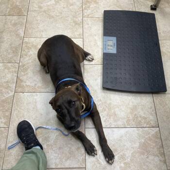 Cleopatra -  Mixed Breed Dog for Adoption in Galveston, Texas - Cleopatra | PetCurious
