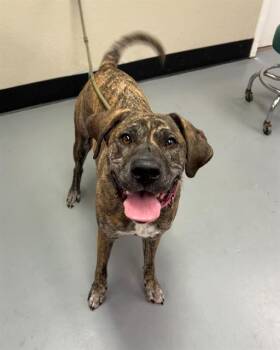 Molly -  Plott Hound Dog for Adoption in Phoenix, Oregon - Molly | PetCurious