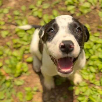 Mixed Breed Dogs Available for Adoption in Mentor, Ohio - Spritz | PetCurious