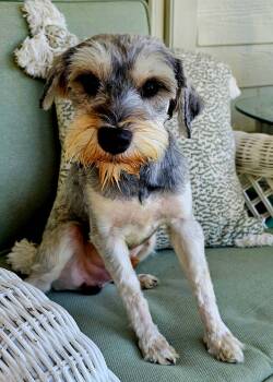 Pauli -  Miniature Schnauzer Dog for Adoption in Franklin, Tennessee - Pauli | PetCurious