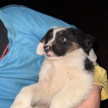 Nola -  Australian Shepherd Dog for Adoption in West Plains, Missouri - Nola | PetCurious