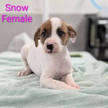 Snow -  Retriever and Mixed Breed Dog for Adoption in Griswold, Connecticut - Snow | PetCurious