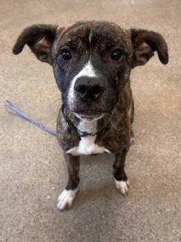 Rescue Pit Bull Terrier Dogs for Adoption in Cleveland, Ohio - Sterling | PetCurious