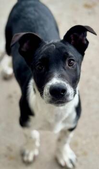 Tortotubus -  Cattle Dog and Labrador Retriever Dog for Adoption in Fort Lupton, Colorado - Tortotubus | PetCurious