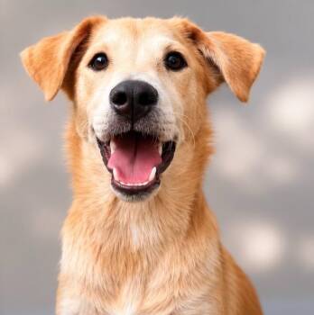 Wilmer -  Labrador Retriever Dog for Adoption in Millcreek, Utah - Wilmer | PetCurious