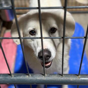 Powder -  Great Pyrenees Dog for Adoption in Fort Smith, Arkansas - Powder | PetCurious