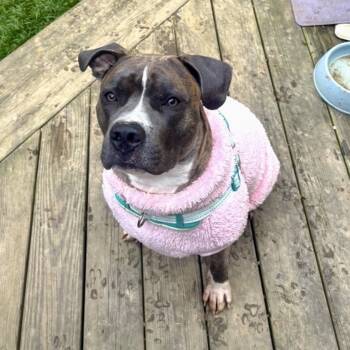 Rescue Pit Bull Terrier Dogs for Adoption in Reisterstown, Maryland - Buster (Brutus) | PetCurious