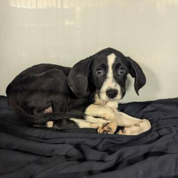 Coraline -  Hound and Black Labrador Retriever Dog for Adoption in Charlottesville, Virginia - Coraline | PetCurious
