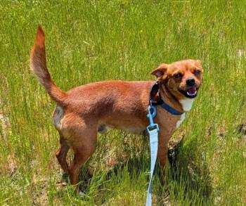 Vinny -  Chihuahua Dog Available for Adoption in Osage Beach, Missouri - Vinny | PetCurious