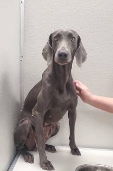Rescue Weimaraner Dogs for Adoption - Rowan | PetCurious