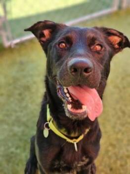 Rescue Labrador Retriever and Mixed Breed Dogs for Adoption in Savannah, Georgia - Forge | PetCurious