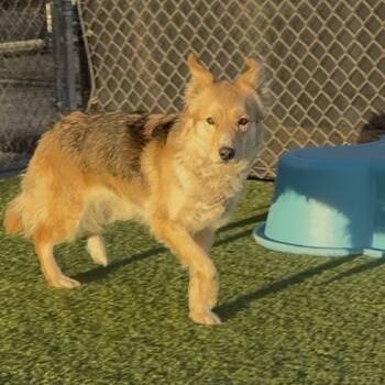 Rescue Husky and Border Collie Dogs for Adoption in Idaho Falls, Idaho - Ally | PetCurious