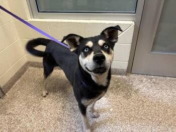 JETT -  Siberian Husky and Rottweiler Dog for Adoption in Pueblo, Colorado - JETT | PetCurious