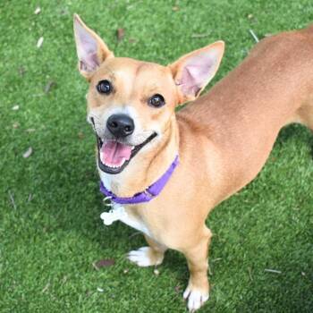 Smiley -  Chihuahua Dog for Adoption in St. Petersburg, Florida - Smiley | PetCurious
