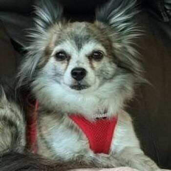 Misha -  Chihuahua Dog for Adoption in Dayton, Ohio - Misha | PetCurious
