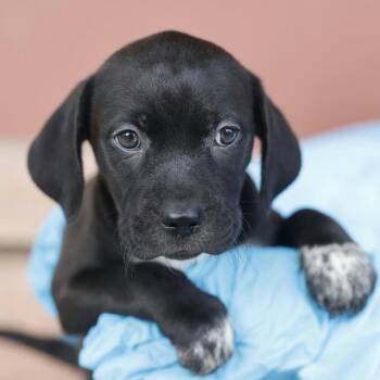 Jewel -  Weimaraner Dog for Adoption in Dallas, Texas - Jewel | PetCurious