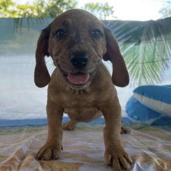 Dumplin Elmore -  Basset Hound and Mixed Breed Dog for Adoption in Huntsville, Alabama - Dumplin Elmore | PetCurious