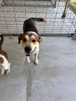 Bigger dog -  Pit Bull Terrier Dog for Adoption in Morgantown, Kentucky - Bigger Dog | PetCurious