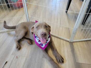 Labrador Retriever and Mixed Breed Dogs Available for Adoption in Leesburg, Alabama - Kat | PetCurious