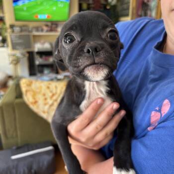 Pixie (Aspen) -  Pug and Terrier Dog for Adoption in Ferndale, Washington - Pixie (Aspen) | PetCurious