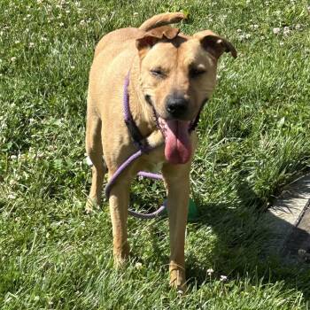 Wallaby -  Labrador Retriever and Black Mouth Cur Dog for Adoption in Cincinnati, Ohio - Wallaby | PetCurious