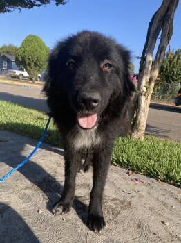BARLOW -  Mixed Breed Dog for Adoption in Dallas, Texas - BARLOW | PetCurious