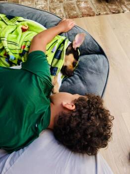 Rescue American Staffordshire Terrier and German Shepherd Dog Dogs for Adoption in Wake Forest, North Carolina - Pablo | PetCurious