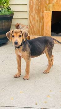 Morgan -  Treeing Walker Coonhound and Mixed Breed Dog for Adoption in Clinton, Wisconsin - Morgan | PetCurious