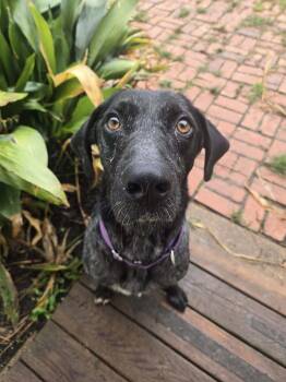 Rescue Catahoula Leopard Dog and Labrador Retriever Dogs for Adoption in Ocean Township, New Jersey - Jesse - Simply Stunning | PetCurious