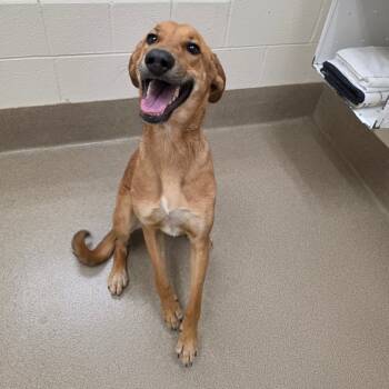 Rescue Hound Dogs for Adoption in Chatham, Virginia - Sora | PetCurious