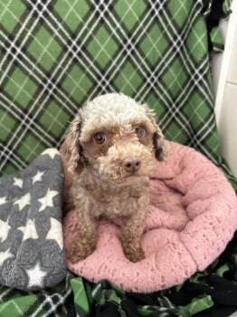 Petunia Mar 26 -  Poodle Dog for Adoption in Pacolet, South Carolina - Petunia Mar 26 | PetCurious