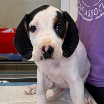 Barbie -  Coonhound and Mixed Breed Dog for Adoption in Nashville, Tennessee - Barbie | PetCurious
