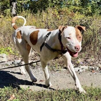 Rescue Pit Bull Terrier and Mixed Breed Dogs for Adoption in Richmond, Virginia - Bindi | PetCurious