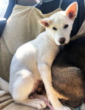 Rescue Akita Dogs for Adoption in Romoland, California - Sweet Daisy - PUPPY | PetCurious