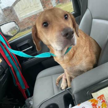 Rescue Hound Dogs for Adoption in Muncie, Indiana - Turkey | PetCurious