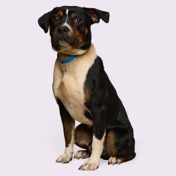 Mixed Breed Dogs Available for Adoption - Moe | PetCurious