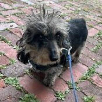Nigel -  Mixed Breed Dog for Adoption in Mentor, Ohio - Nigel | PetCurious