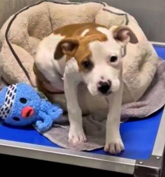 Rescue American Bulldog and Mixed Breed Dogs for Adoption in Morton Grove, Illinois - Mariah | PetCurious
